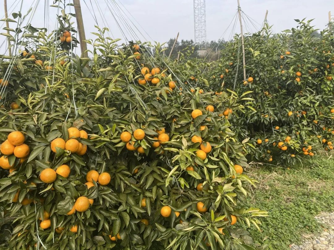 湖南华辉会计师事务所有限责任公司,湖南正德能达资产评估有限公司,财务审计,工程造价,记帐报税,资产评估,湖南财务管理哪家好